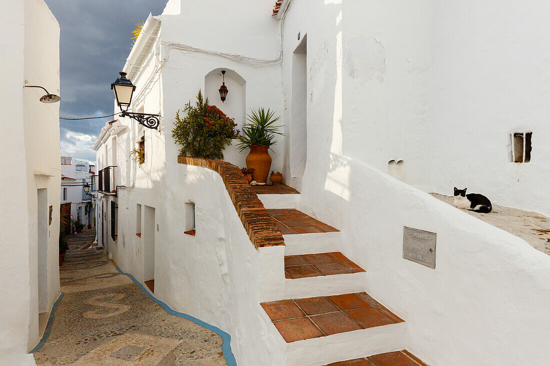 alley with steps and cat, Frigiliana, pueblo blanco, white village, Malaga province, Andalucia, Spain, Europe