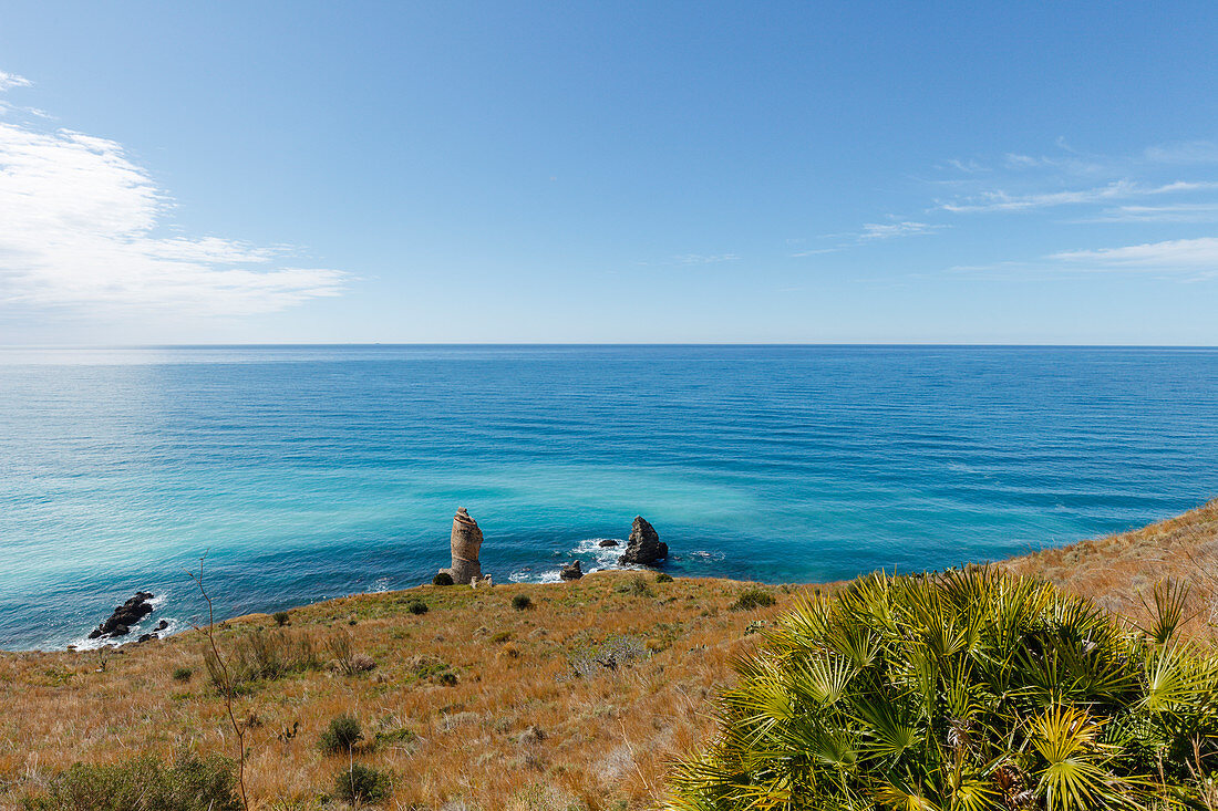 Küste von Maro, Palme, lat. Coryphoideae, b. Nerja, Costa del Sol, Mittelmeer, Provinz Malaga, Andalusien, Spanien, Europa