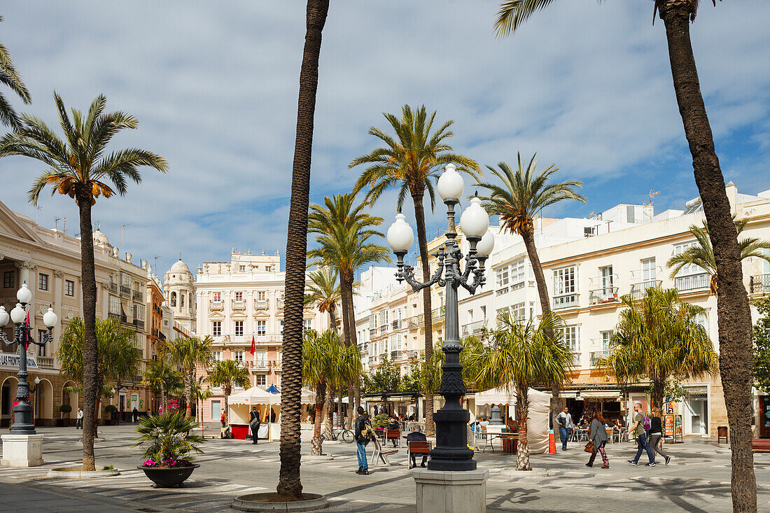 Palm trees on Plaza San Juan de Dios, near the town hall, Cadiz, Costa de la Luz, Atlantic Ocean, Cadiz, Andalucia, Spain, Europe