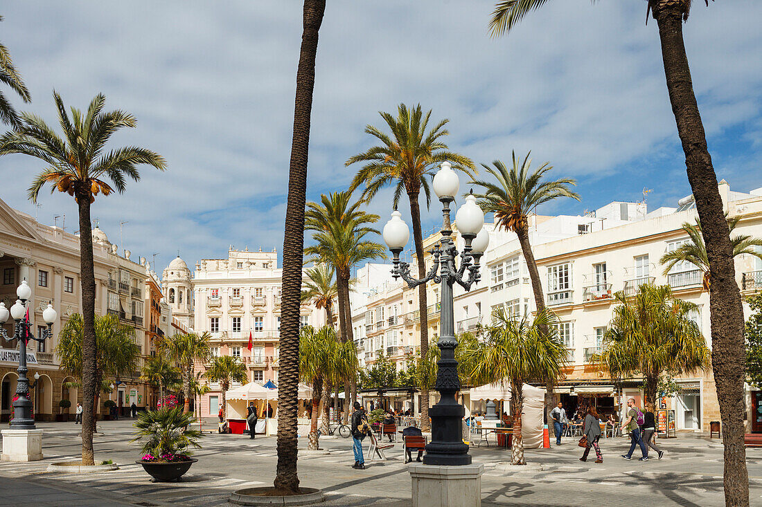 Palmen, Plaza San Juan de Dios beim Rathaus, Cadiz, Costa de la Luz, Atlantik, Andalusien, Spanien, Europa