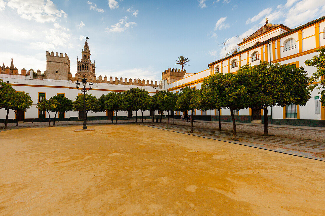 Patio de Banderas with orange trees, view to Giralda, bell tower of the cathedral, Seville, Andalucia, Spain, Europe