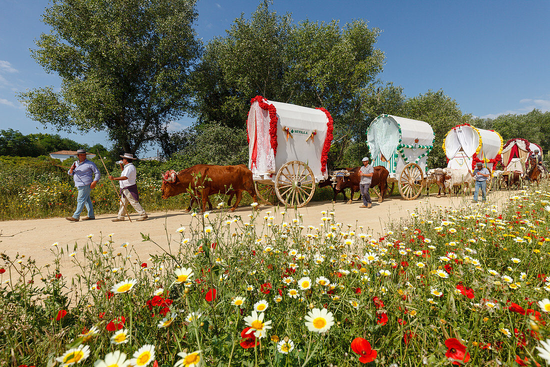 blühende Wiese in Frühling, Karawane der Ochsenkarren, El Rocio, Wallfahrt nach El Rocio, Fest, Pfingsten, Provinz Huelva, Provinz Sevilla, Andalusien, Spanien, Europa