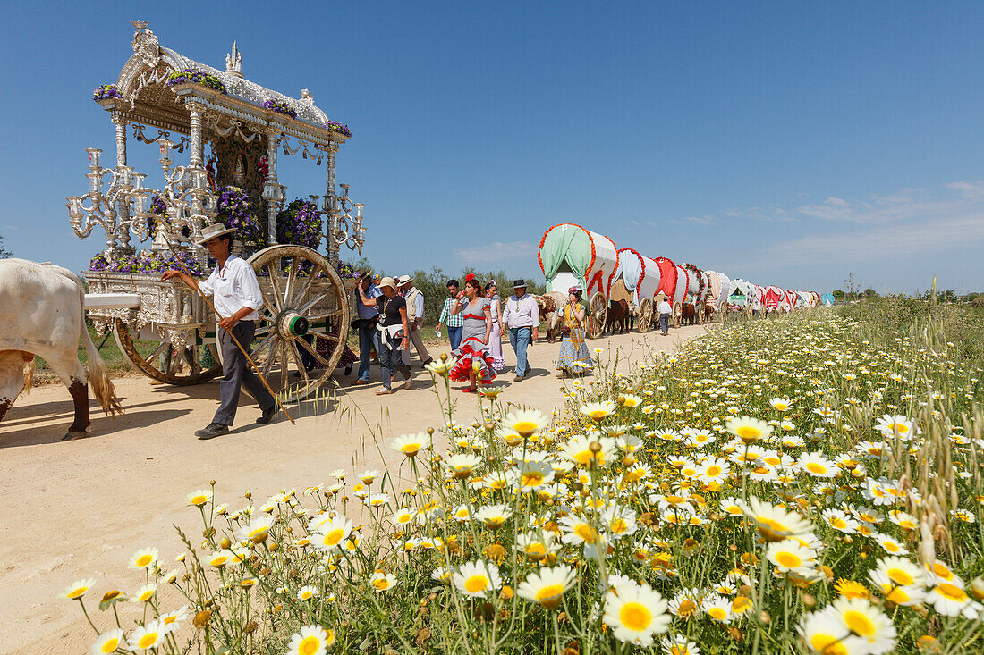 blühende Wiese, Frühling, Karawane der Ochsenkarren, Simpecado-Karren, El Rocio, Wallfahrt nach El Rocio, Fest, Pfingsten, Provinz Huelva, Provinz Sevilla, Andalusien, Spanien, Europa