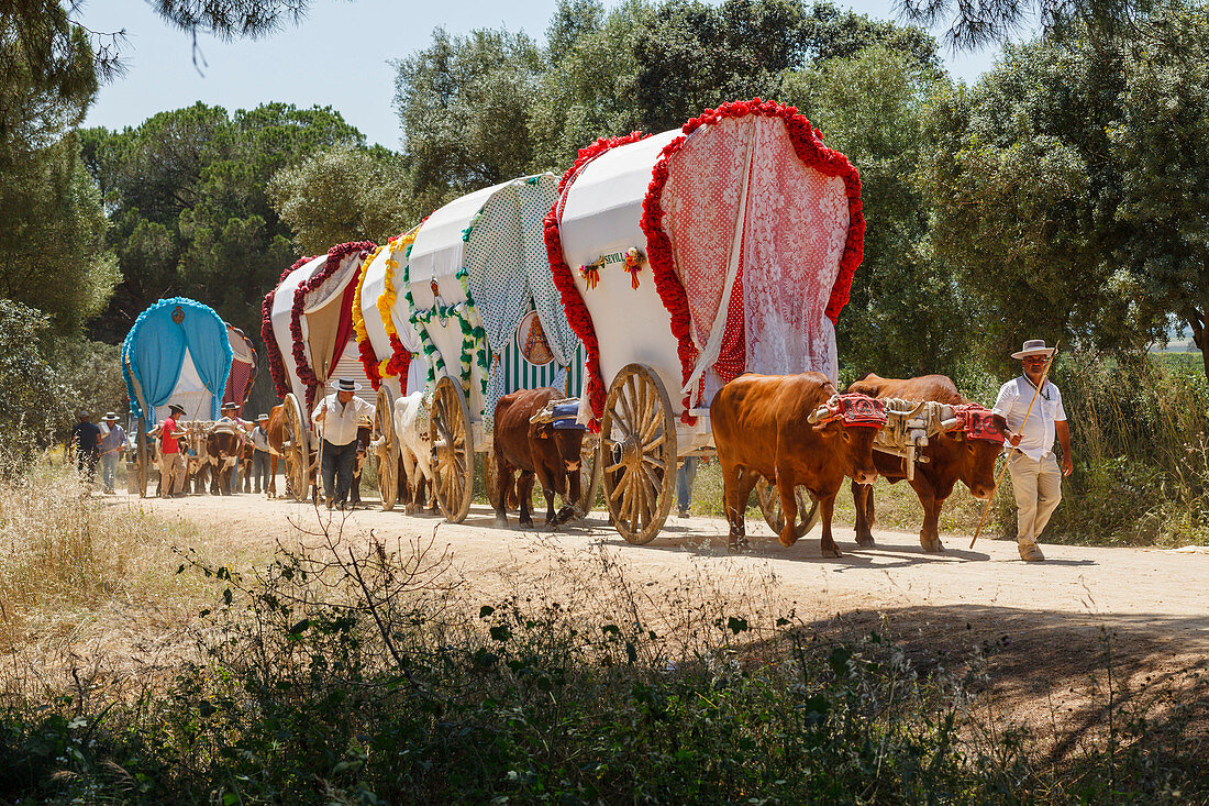 Karawane der Ochsenkarren, El Rocio, Wallfahrt nach El Rocio, Fest, Pfingsten, Provinz Huelva, Provinz Sevilla, Andalusien, Spanien, Europa