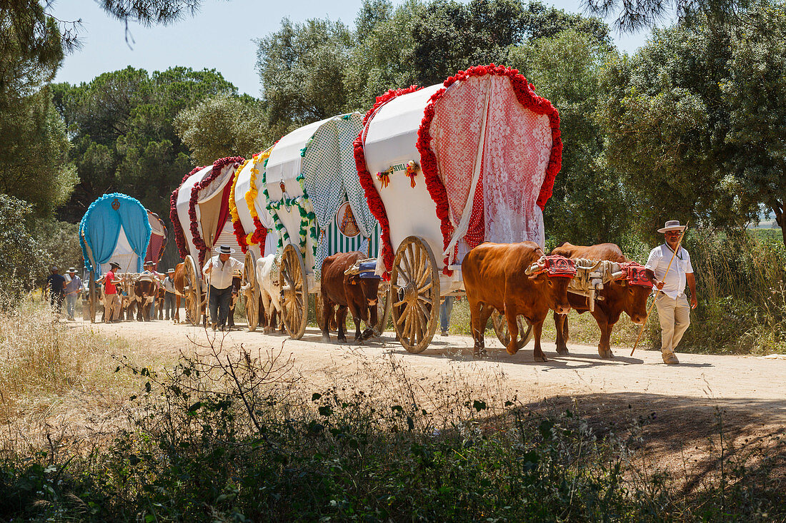 caravan of ox carts, El Rocio pilgrimage, Pentecost festivity, Huelva province, Sevilla province, Andalucia, Spain, Europe