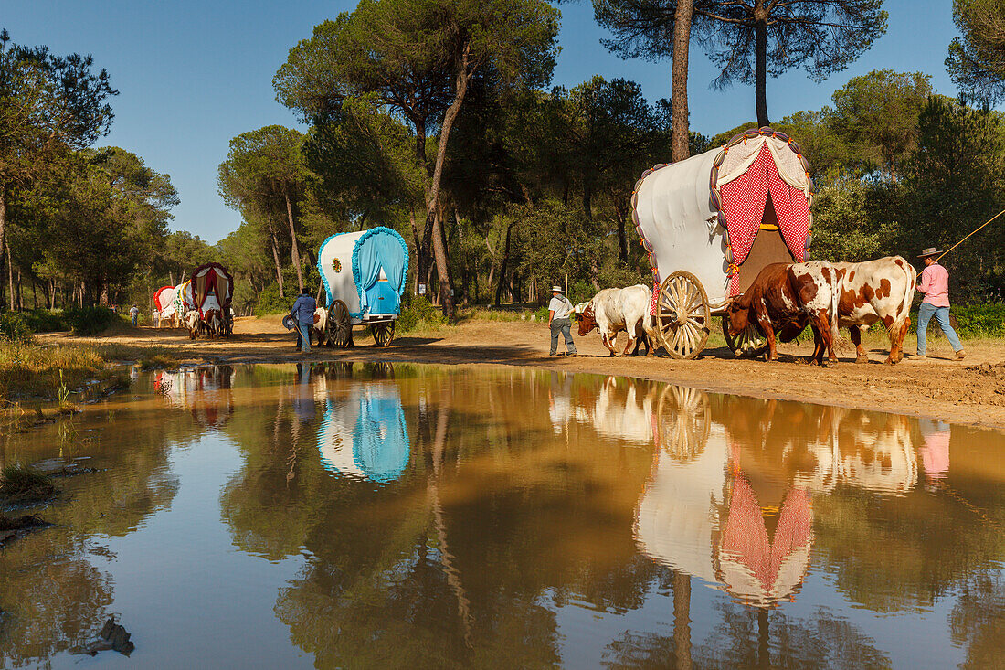 Karawane der Ochsenkarren, Wasserspiegelung, El Rocio, Wallfahrt nach El Rocio, Fest, Pfingsten, Provinz Huelva, Provinz Sevilla, Andalusien, Spanien, Europa