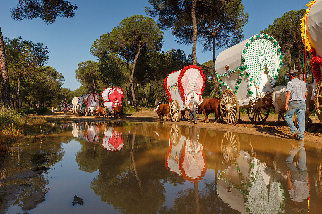 caravan of ox carts and water reflection, El Rocio, pilgrimage, Pentecost festivity, Huelva province, Sevilla province, Andalucia, Spain, Europe