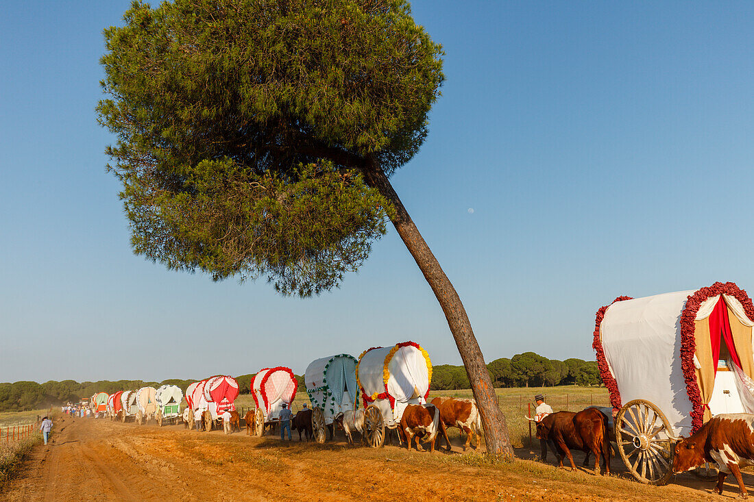 caravan of ox carts, El Rocio pilgrimage, Pentecost festivity, Huelva province, Sevilla province, Andalucia, Spain, Europe