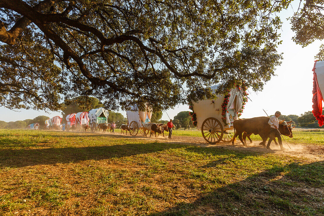 Karawane der Ochsenkarren, El Rocio, Wallfahrt nach El Rocio, Fest, Pfingsten, Provinz Huelva, Provinz Sevilla, Andalusien, Spanien, Europa