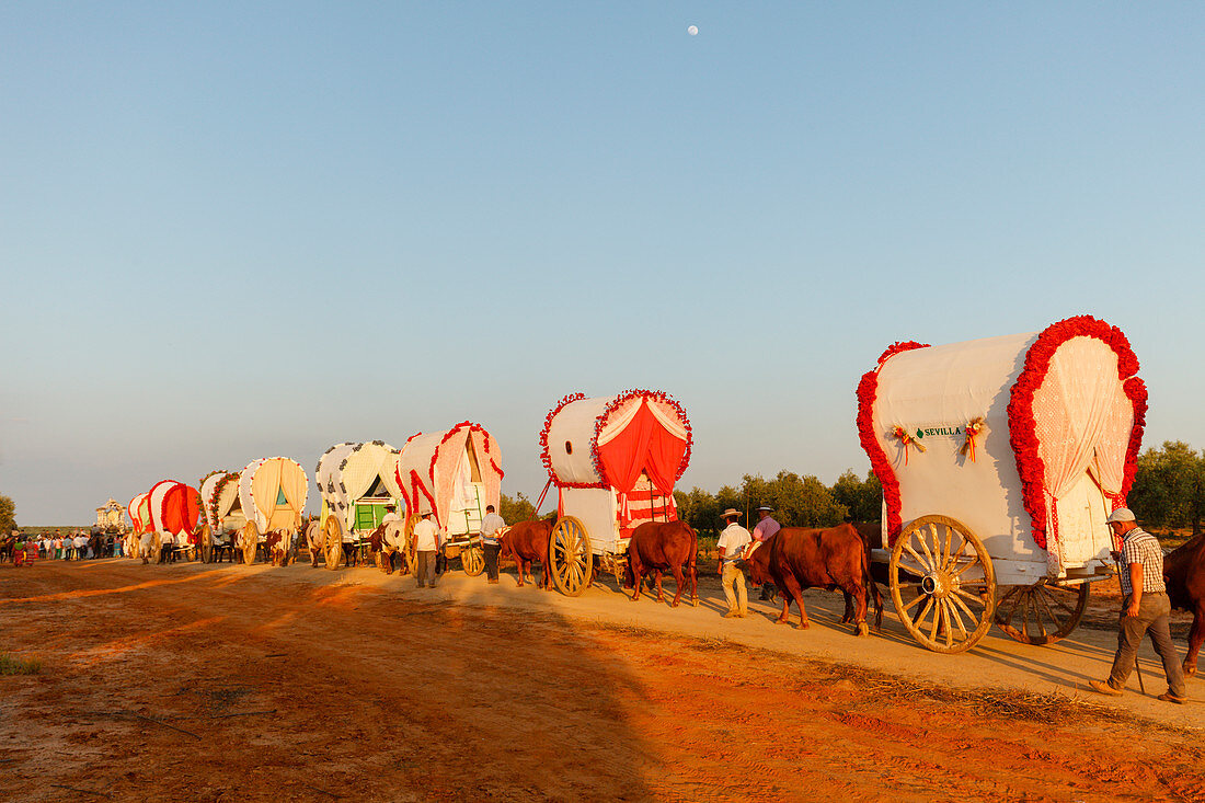 caravan of ox carts, El Rocio pilgrimage, Pentecost festivity, Huelva province, Sevilla province, Andalucia, Spain, Europe