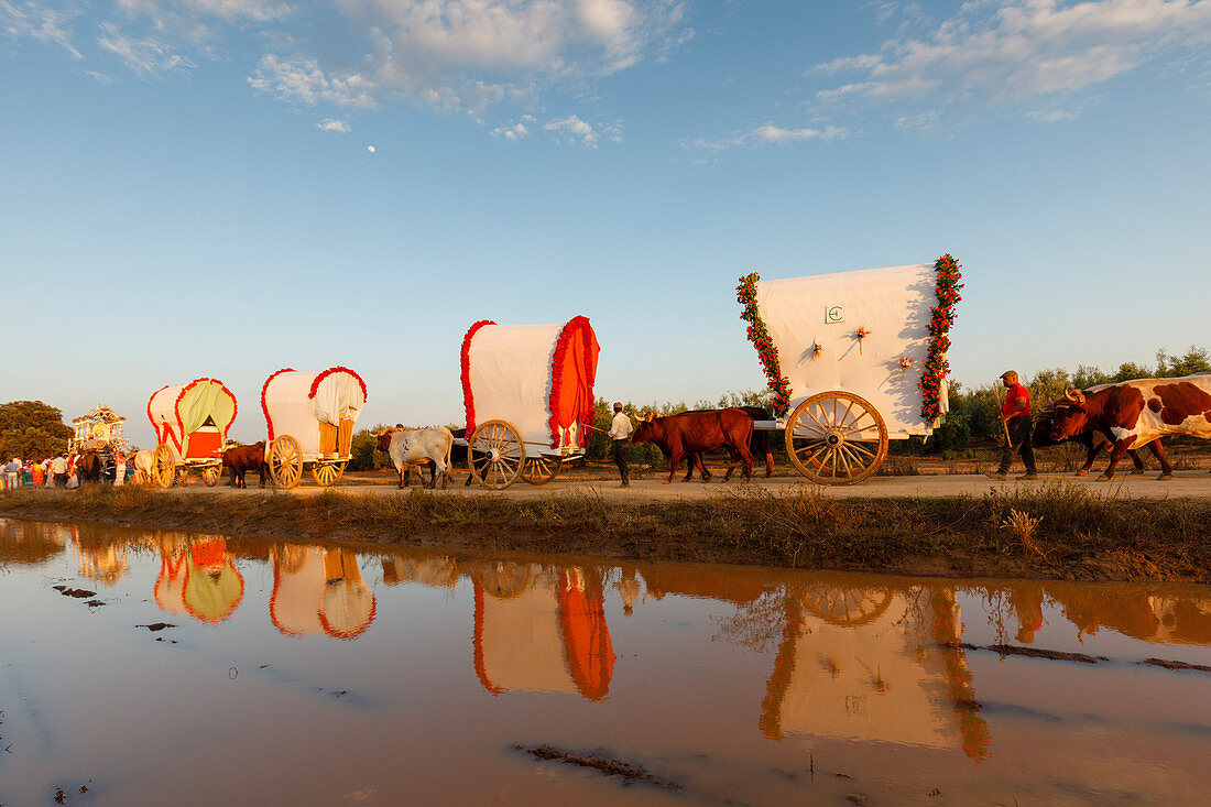 caravan of ox carts and water reflection, El Rocio, pilgrimage, Pentecost festivity, Huelva province, Sevilla province, Andalucia, Spain, Europe