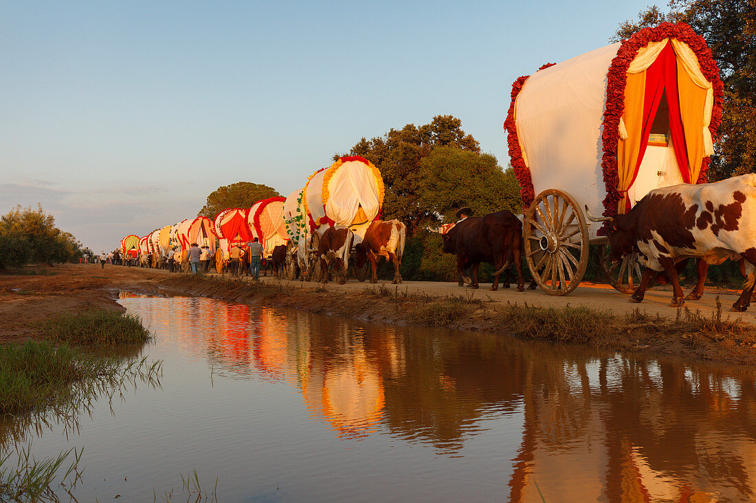 Caravan of ox carts and water reflection, El Rocio, pilgrimage, Pentecost festivity, Huelva province, Sevilla province, Andalucia, Spain, Europe