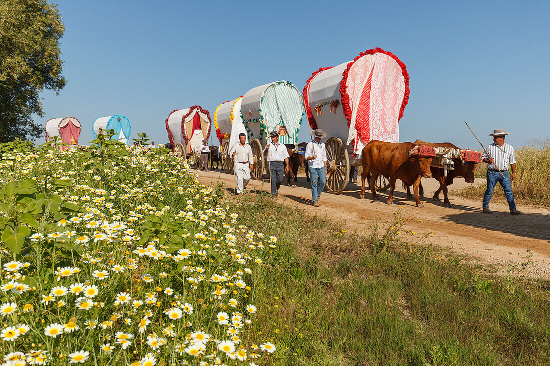 blooming meadow in Spring and caravan of ox carts, El Rocio, pilgrimage, Pentecost festivity, Huelva province, Sevilla province, Andalucia, Spain, Europe