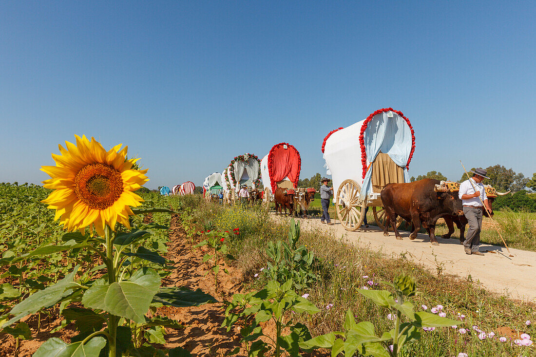 Sonnenblume, Karawane der Ochsenkarren, El Rocio, Wallfahrt nach El Rocio, Fest, Pfingsten, Provinz Huelva, Provinz Sevilla, Andalusien, Spanien, Europa