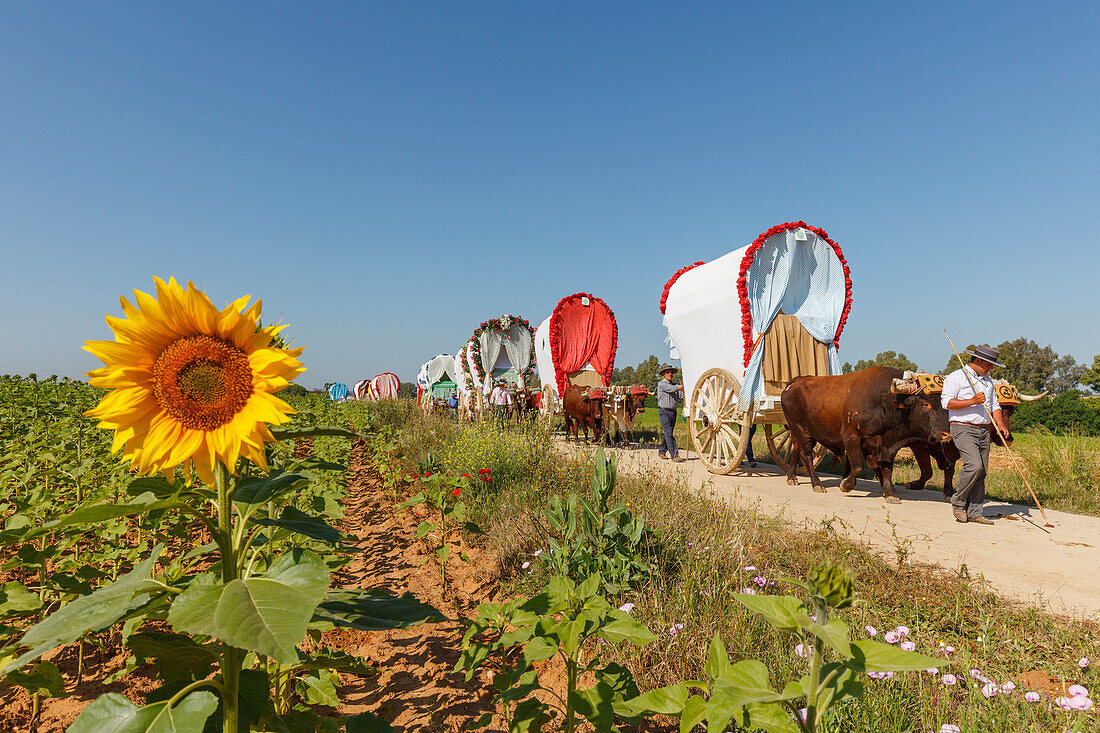 sunflower and caravan of ox carts, El Rocio, pilgrimage, Pentecost festivity, Huelva province, Sevilla province, Andalucia, Spain, Europe