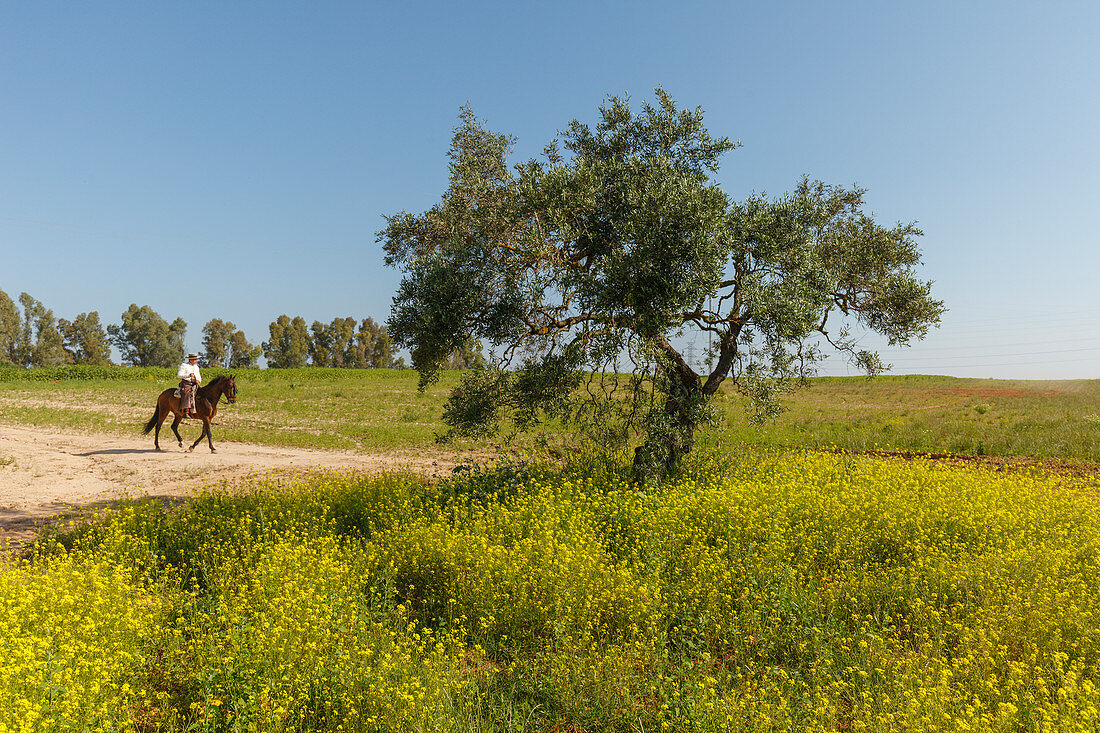 blooming meadow in spring, horse rider, El Rocio, pilgrimage, Pentecost festivity, Huelva province, Sevilla province, Andalucia, Spain, Europe