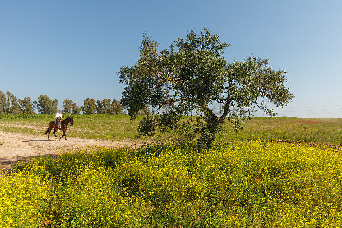 blühende Wiese, Frühling, Reiter, El Rocio, Wallfahrt nach El Rocio, Fest, Pfingsten, Provinz Huelva, Provinz Sevilla, Andalusien, Spanien, Europa