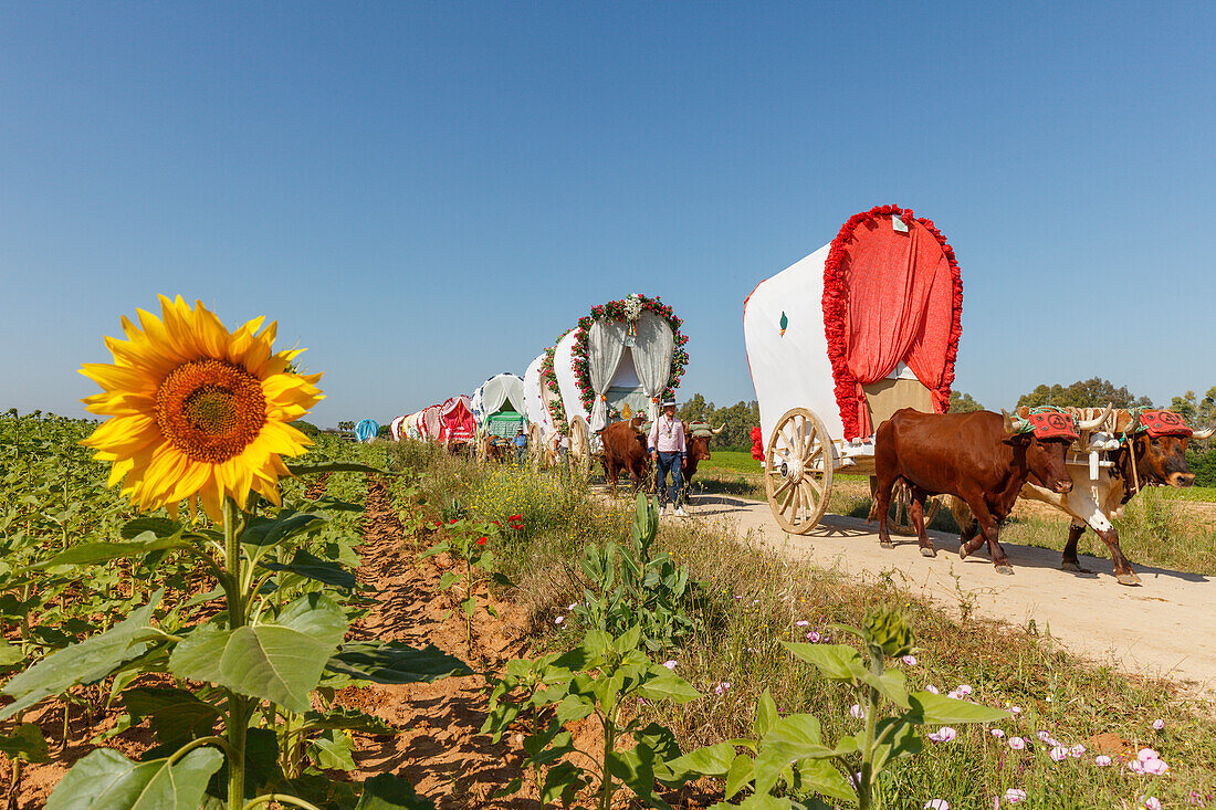 Sonnenblume, Karawane der Ochsenkarren, El Rocio, Wallfahrt nach El Rocio, Fest, Pfingsten, Provinz Huelva, Provinz Sevilla, Andalusien, Spanien, Europa