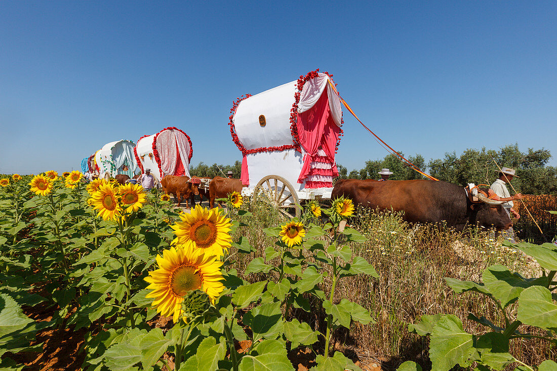 Sonnenblumenfeld, Sonnenblumen, Karawane der Ochsenkarren, El Rocio, Wallfahrt nach El Rocio, Fest, Pfingsten, Provinz Huelva, Provinz Sevilla, Andalusien, Spanien, Europa