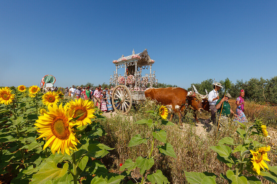 Sonnenblumenfeld, Sonnenblumen, Karawane der Ochsenkarren, El Rocio, Wallfahrt nach El Rocio, Fest, Pfingsten, Provinz Huelva, Provinz Sevilla, Andalusien, Spanien, Europa