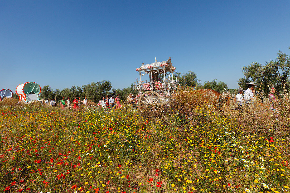 blooming meadow in Spring, El Rocio, pilgrimage, Pentecost festivity, Huelva province, Sevilla province, Andalucia, Spain, Europe
