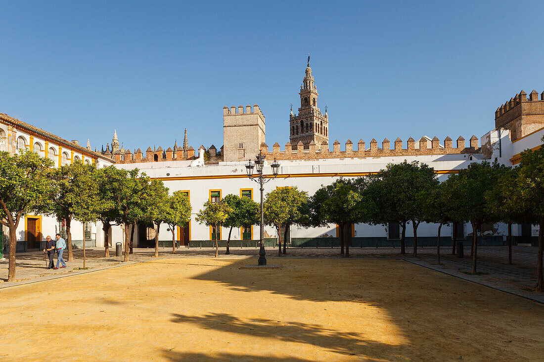 Patio de Banderas, Orangenbäume, Blick zur Giralda, Glockenturm der Kathedrale, Altstadt, Sevilla, Andalusien, Spanien, Europa