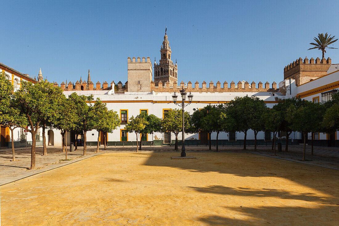 Patio de Banderas, orange trees with view to Giralda, bell tower of the cathedral, old town, Seville, Andalucia, Spain, Europe