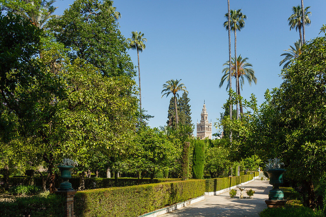 Blick zur Giralda, Glockenturm der Kathedrale, Palmen, Jardínes del Real Alcázar, Garten des königlicher Palastes, UNESCO Welterbe, Sevilla, Andalusien, Spanien, Europa