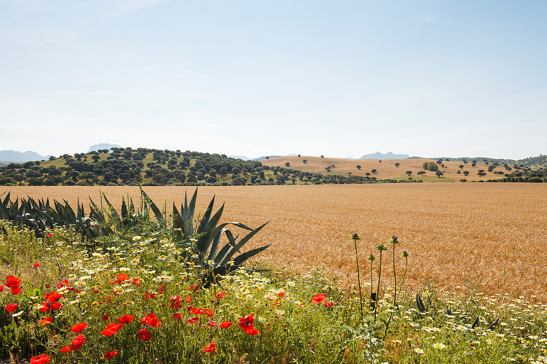 landscape with grain field, poppies and oak trees, El Bosque, near Arcos de la Frontera, Cadiz province, Andalucia, Spain, Europe