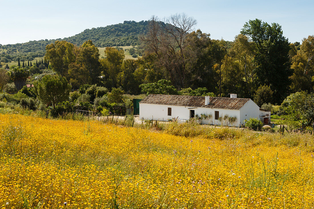 Landhaus, Blumenwiese, Frühling, El Bosque, bei Arcos de la Frontera, Provinz Cadiz, Andalusien, Spanien, Europa