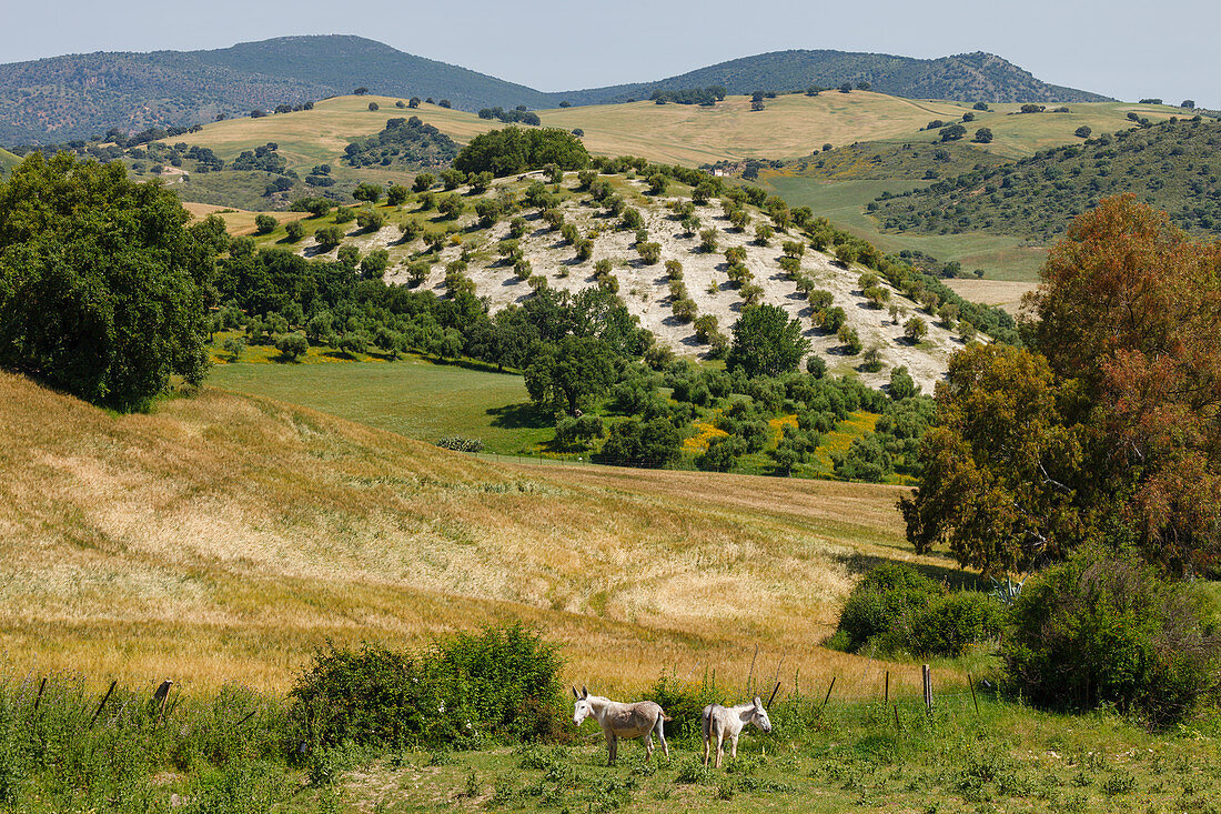 Donkeys, Sierra Margarita, near Algodonales, Cadiz province, Andalucia, Spain, Europe