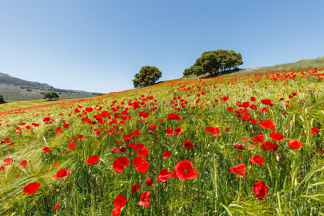 fields with flowering poppies, poppy blossom, near Montefrio, Granada province, Andalucia, Spain, Europe