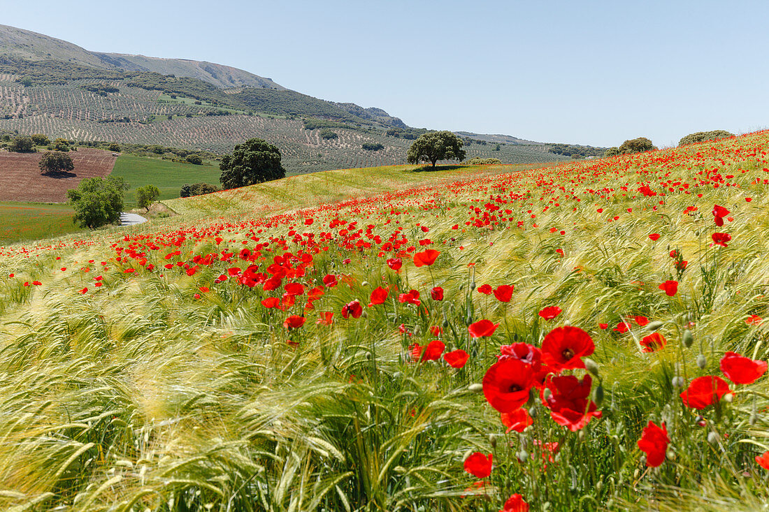 fields with flowering poppies, poppy blossom, near Montefrio, Granada province, Andalucia, Spain, Europe