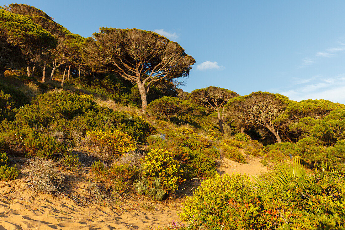 pine trees in Parque Natural de la Brena nature park near Los Canos de Meca, near Vejer de la Frontera, Costa de la Luz, Cadiz province, Andalucia, Spain, Europe