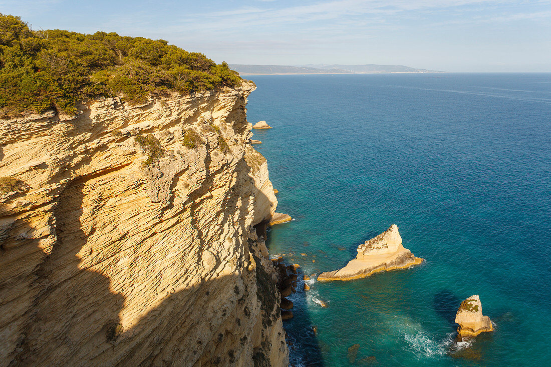 Steilküste, Parque Natural de la Breña, Naturpark, bei Los Caños de Meca, bei Vejer de la Frontera,  Costa de la Luz, Atlantik, Provinz Cadiz, Andalusien, Spanien, Europa