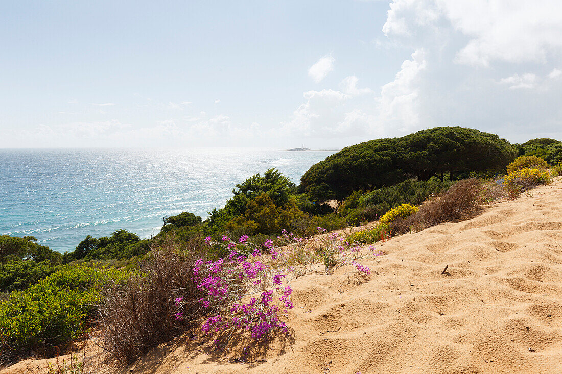 Parque Natural de la Breña, Naturpark, bei Los Caños de Meca, bei Vejer de la Frontera,  Costa de la Luz, Atlantik, Provinz Cadiz, Andalusien, Spanien, Europa