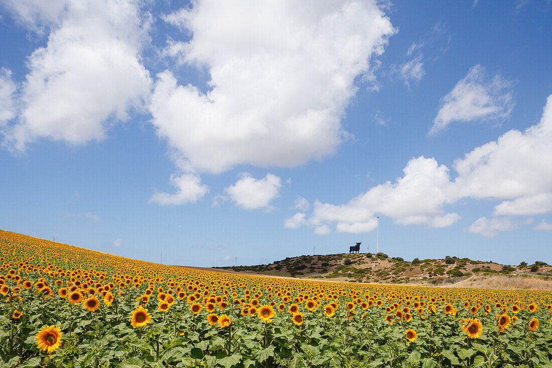 Sonnenblumenfeld mit Osborne-Stier im Hintergrund, bei Conil, Costa de la Luz, Provinz Cadiz, Andalusien, Spanien, Europa