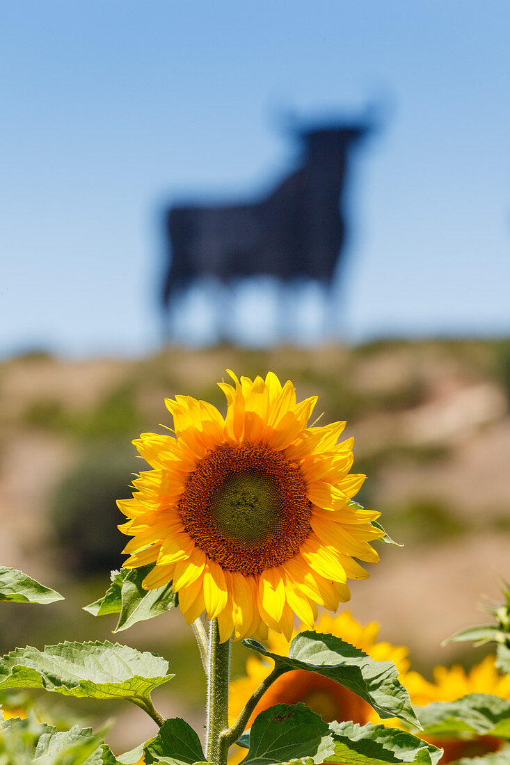 Sonnenblumenfeld mit Osborne-Stier im Hintergrund, bei Conil, Costa de la Luz, Provinz Cadiz, Andalusien, Spanien, Europa