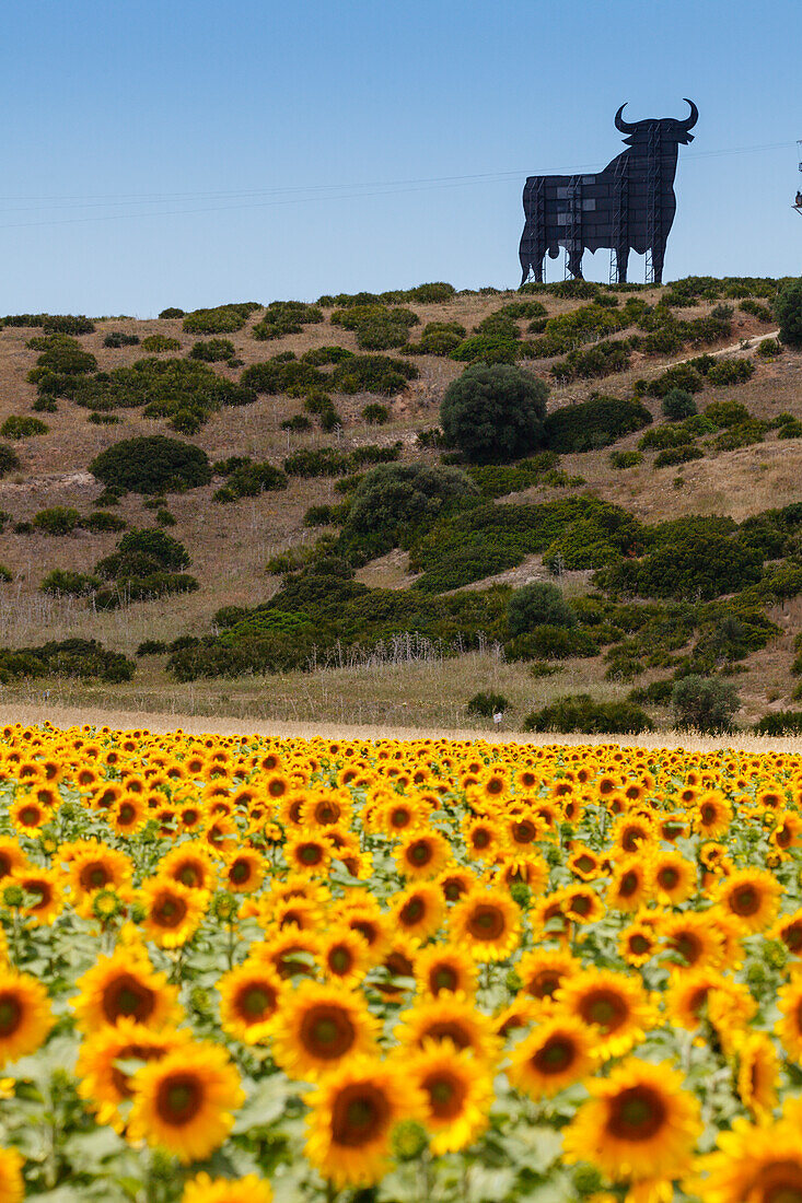 Sonnenblumenfeld mit Osborne-Stier im Hintergrund, bei Conil, Costa de la Luz, Provinz Cadiz, Andalusien, Spanien, Europa