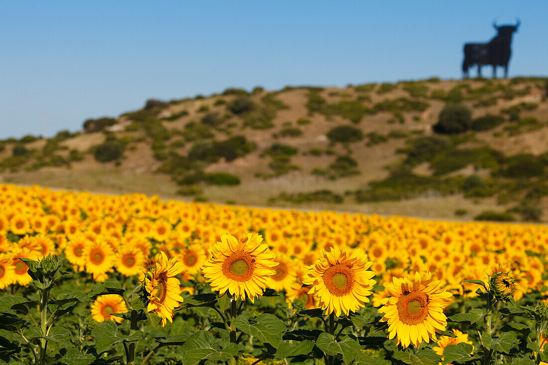 Osborne-Stier, Silhouette eines Stiers, Sonnenblumenfeld, bei Conil de la Frontera, Costa de la Luz, Provinz Cadiz, Andalusien, Spanien, Europa