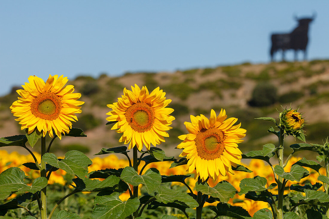 Osborne-Stier, Silhouette eines Stiers und Sonnenblumenfeld, bei Conil de la Frontera, Costa de la Luz, Provinz Cadiz, Andalusien, Spanien, Europa