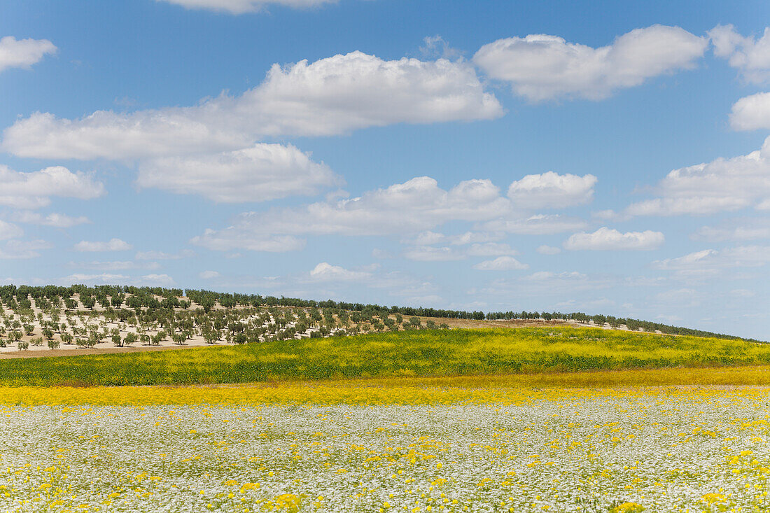 blühende Felder und Olivenbäume in Frühling, bei Ejica, Provinz Cadiz, Andalusien, Spanien, Europa
