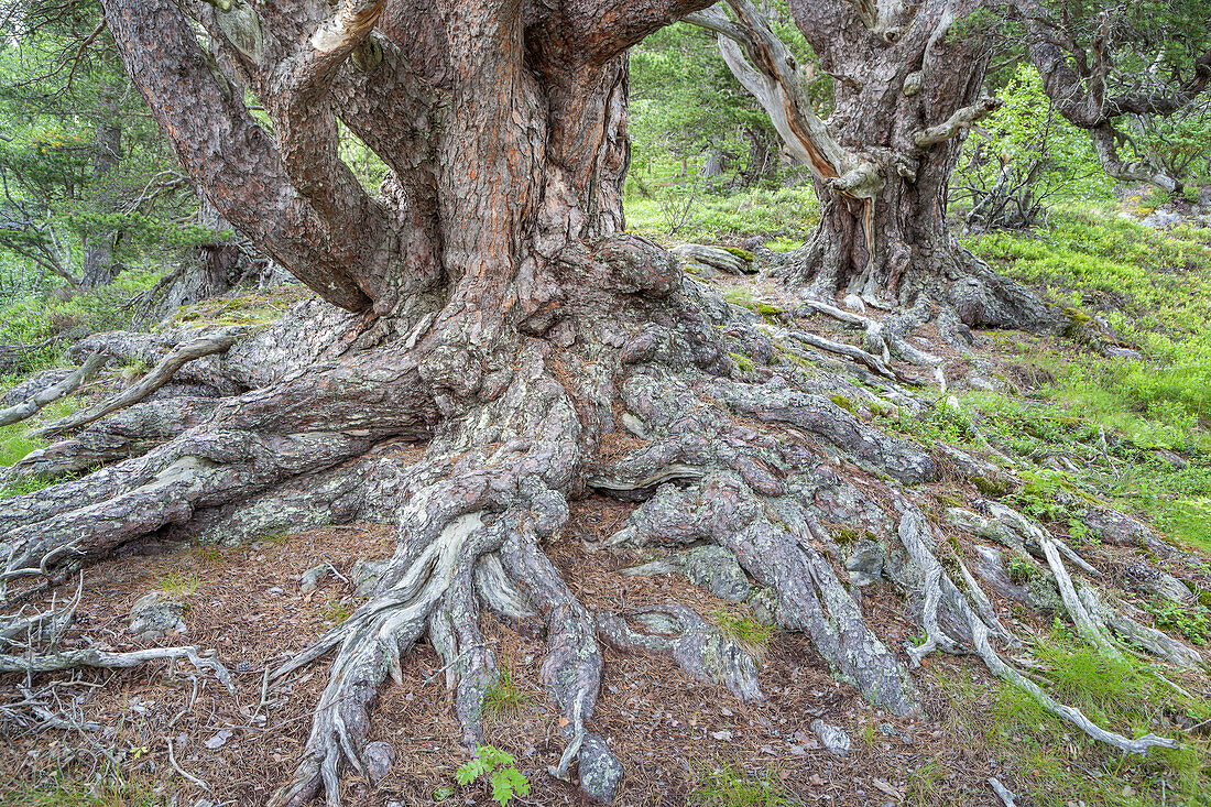 Old mountain pine with a gnarled, twisted trunk, mountain forest Gjorahaugen, Gjora, More og Romsdal, Western Norway, Norway, Scandinavia, Northern Europe, Europe
