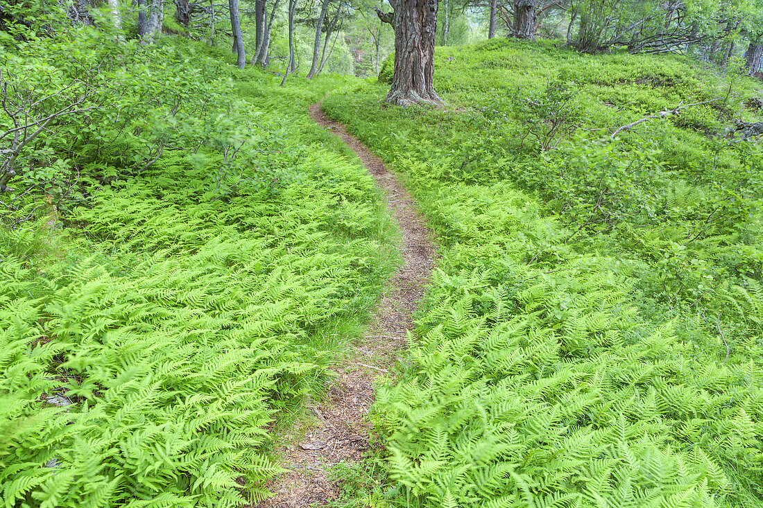 Weg im Bergwald Gjørahaugen, Gjøra, Møre og Romsdal, Westnorwegen, Norwegen, Skandinavien, Nordeuropa, Europa