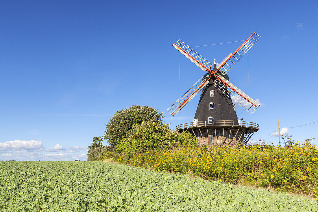 Windmill Särdals Kvarn in Haverdal, Halland, South Sweden, Sweden, Scandinavia, Northern Europe, Europe