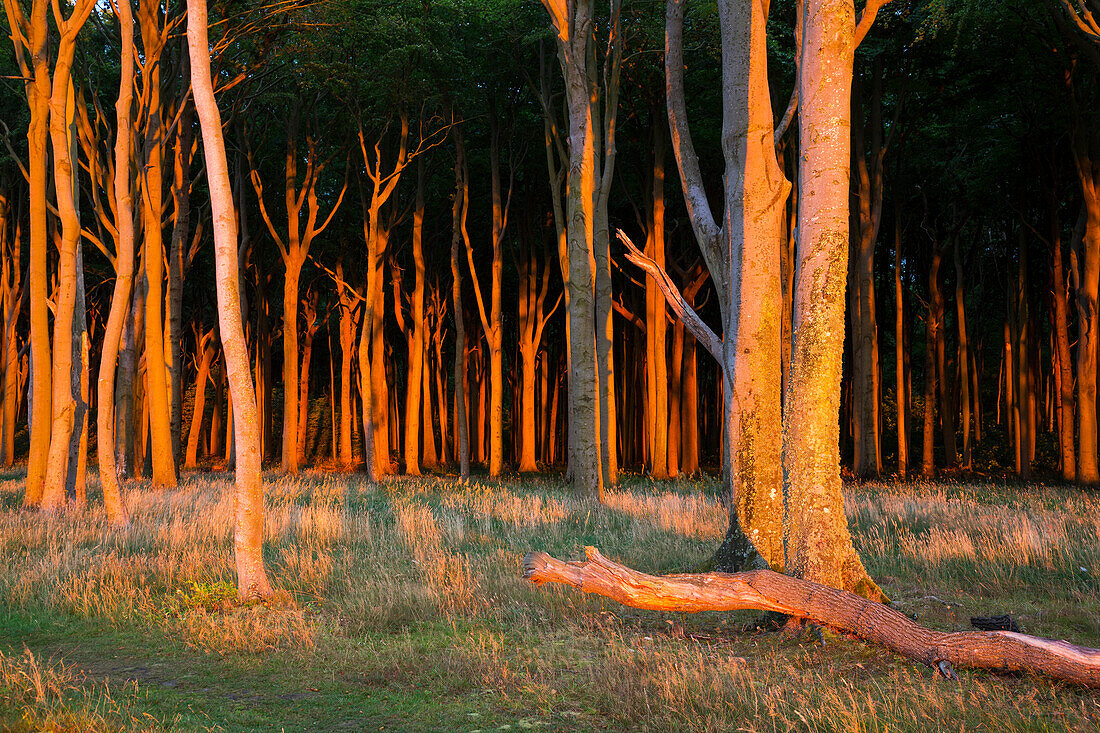 Beech Forest at sunset, Fagus sylvatica, Nienhagen, Mecklenburg-Vorpommern, Germany, Europe