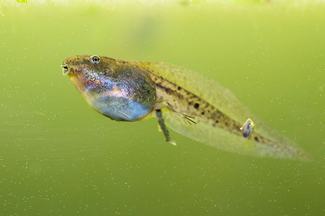 Tadpole, Aquatic Frog, Rana esculenta, Bavaria, Germany