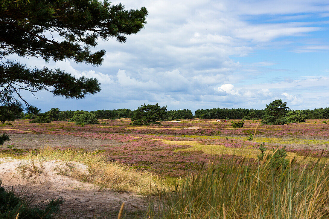 Naturschutzgebiet Dünenheide, Calluna vulgaris, Insel Hiddensee, Mecklenburg-Vorpommern, Deutschland
