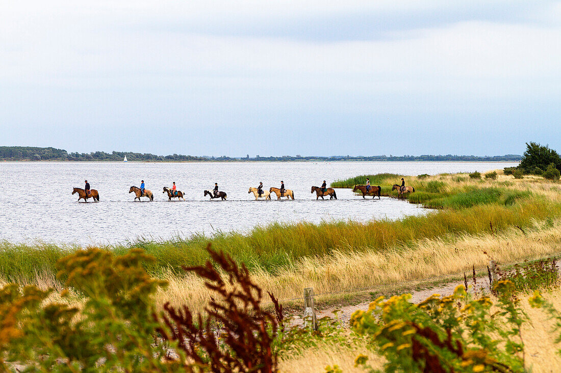 horseback riding on Hiddensee Island, Mecklenburg-Western Pomerania, Germany, Europe