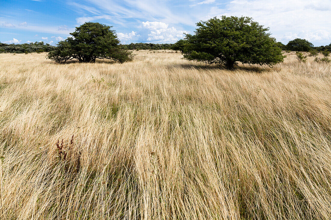 Landscape on Altbessin, Hiddensee Island, Mecklenburg-Western Pomerania, Germany, Europe